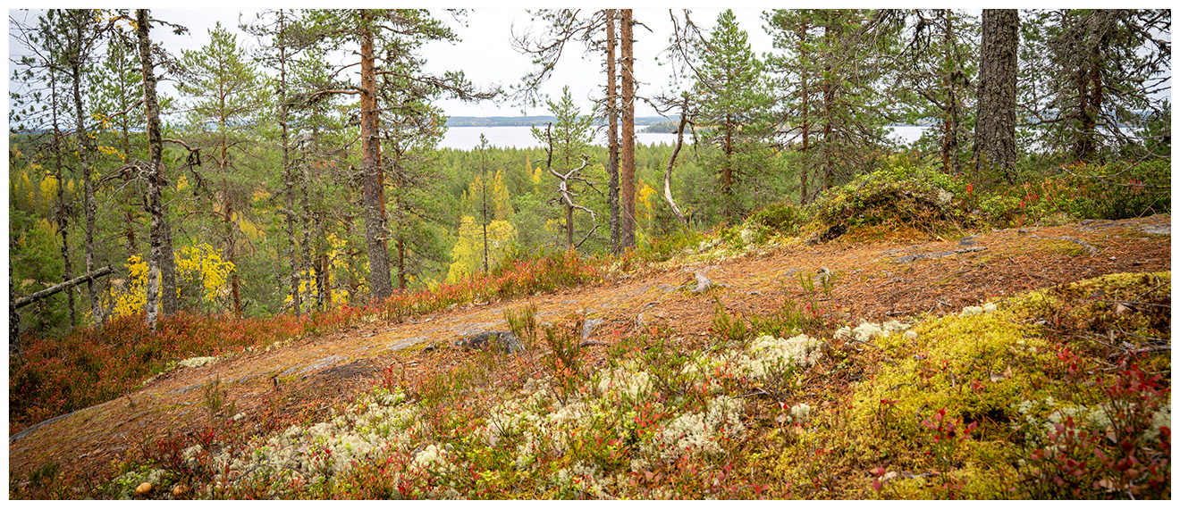 Herajoen polku